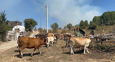 Alevlenen yangından hayvanlarını böyle kaçırdı