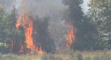Altınözü'nde çıkan zeytinlik yangını itfaiye ekiplerin müdahalesiyle söndürüldü