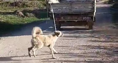 Amasya Valiliği'nden 'köpeğe eziyet' açıklaması: "Şüpheli yakalandı"