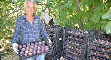 Antalya'da incir hasadı başladı