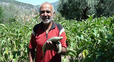 Antalyalı çiftçi ata tohumlarıyla 52 santimetre boyunda patlıcan yetiştirdi
