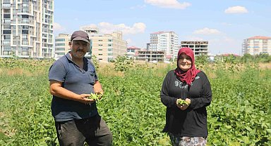 Apartmanlar arasında ata tohumunu yeşertmeye çalışıyor