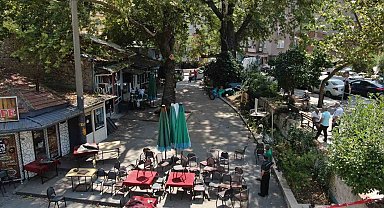 Asırlık çınar ağacı faciaya yol açıyordu: "Bir çatırtı koptu, kıyamet kopuyor sandık"