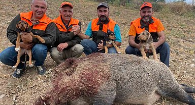 Avcılar 234 kiloluk yaban domuzu avladı