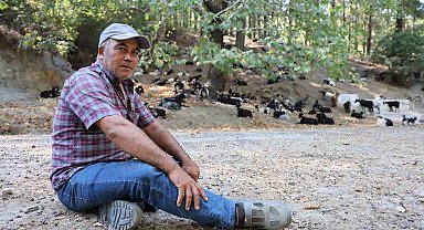 Aydın'da keçi sürüsü ve çoban azaldı, orman yangınları arttı