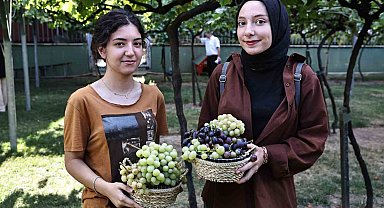 Bağcılar'da bağ bozumu zamanı