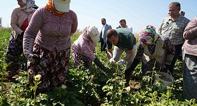 Balıkesir'de alım garantili bamya hasadı başladı