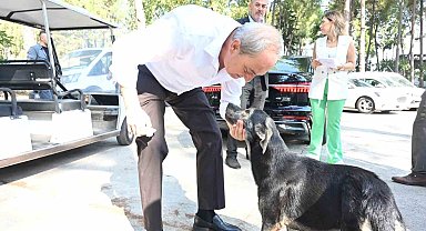 Başkan Kocagöz'den 'Köpek yakıldı' iddialarına cevap