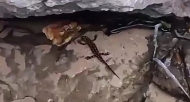 Batman'da nesli tehdit altında olan sarı benekli semender ve dev yengeç beraber görüldü