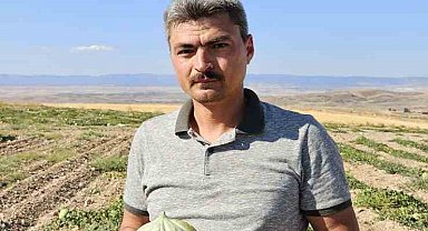Beylikova'nın ünlü Halilbağı Mühürlü Kavunu üreticinin yüzünü güldürdü