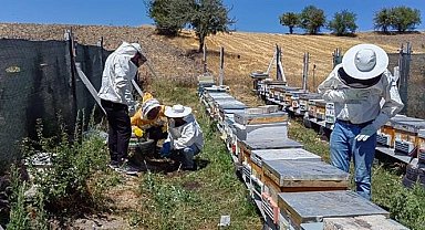Bilecik'te bal üretimi 88 tondan 221 tona çıktı