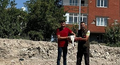 Bitkin halde bulunan leylek korumaya alındı