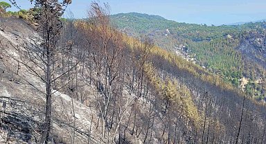 Bozdoğan'da yeşil siyaha döndü