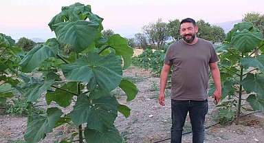 Bu ağaç bir çok sektörün vazgeçilmezi olacak