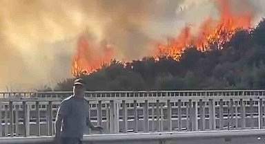 Bursa'da barakadan çıkan yangın zeytinlik alana sıçradı