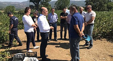 Çan Kaymakamı Dr. Nebioğlu Aronya Tarlasını Gezdi