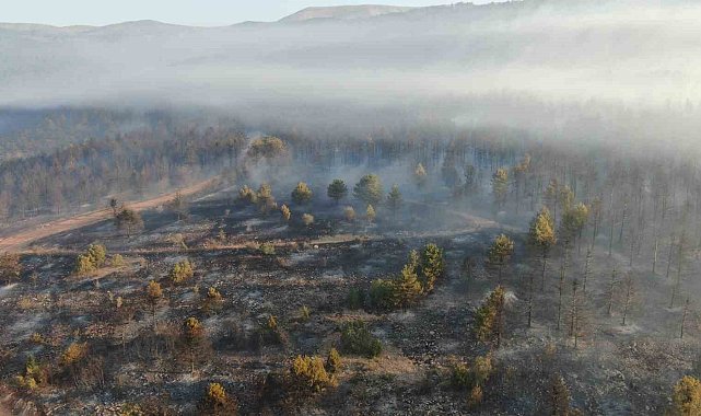 Çankırı'daki orman yangınına müdahale sürüyor: 44,17 hektar alan zarar gördü