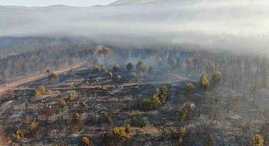 Çankırı'daki orman yangınına müdahale sürüyor: 44,17 hektar alan zarar gördü