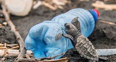 Caretta carettaların plastiklerle mücadelesi