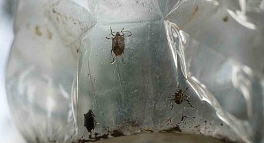 Çiftçinin baş belası kahverengi kokarca, nemi seviyor
