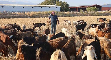 Çobanların kavurucu sıcakta zorlu mesaisi, yüksek maaş talebi çoban bulmayı zorluyor