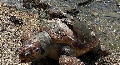 Denizde ölü caretta caretta bulundu