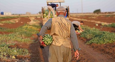 Diyarbakır karpuzunda hasat devam ediyor, üretici beklediği verimi alamadı