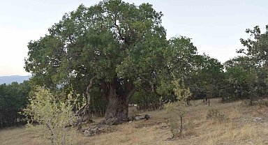Diyarbakır'da asırlık bıtttım ağacının anıt olarak tescillenmesi isteniyor