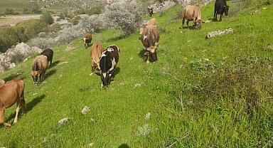 Diyarbakır'da hayvancılıkla uğraşan ailenin 5 ineği çalındı