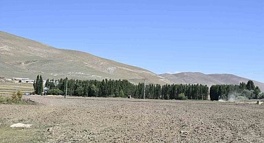 Doğu orman fakiri