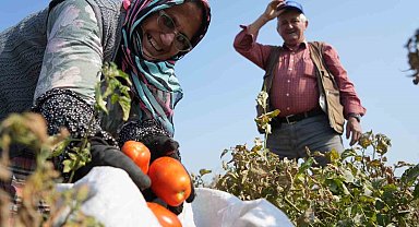 Domates tarlada kalmayacak, Bakanlıktan salça fabrikalarına destek geldi