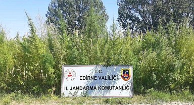 Edirne'de 159 bin kök kenevir ele geçirildi