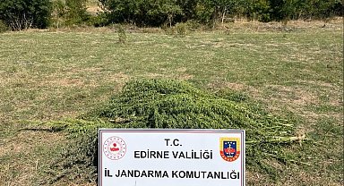 Edirne'de uyuşturucu operasyonu: 300 kök kenevir imha edildi