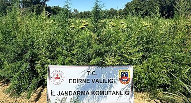 Edirne'de uyuşturucu operasyonu: 49 bin 500 kök kenevir imha edildi