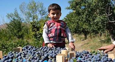 Erzincan'da çarşı ve pazarın en çok satan meyvesinde hasat zamanı