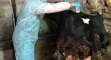 Eskişehir'de ahır ve ağılda sağlık hizmeti devam ediyor