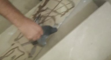 Fare kapanına kapılan güvercin özgürlüğüne kavuştu