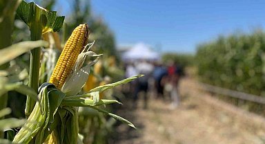 Farklı şehirlerden gelen çiftçiler, tarlada yetişen mısırları inceledi