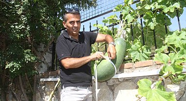 Fethiye Huzurevi'nde dev salatalık yetiştirdi