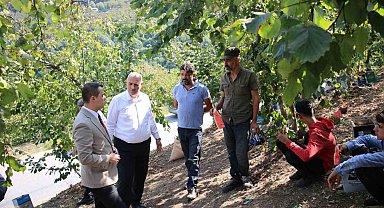Fındık hasadı yapan işçilerle tarlada sohbet ettiler