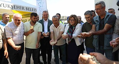Gaziantep Büyükşehir boz kavlak fıstığın alımına başladı