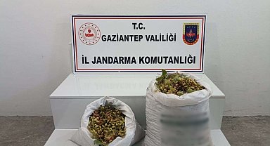 Gaziantep'te 515 kilo Antep fıstığı çalan 2 şüpheli suçüstü yakalandı