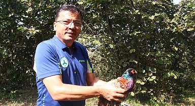 Giresun'da kene mücadelesine karşı doğaya sülün ve keklik salındı