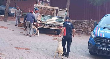 Gördes'te başlayan yangın Salihli'ye ulaştı