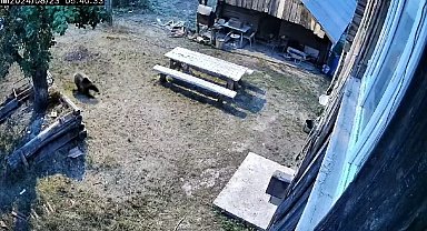 Gündüz vakti bahçeye giren ayı sebzeleri talan etti