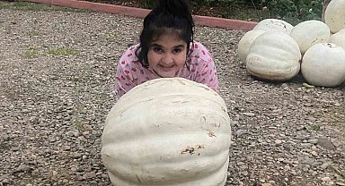 Hobi olarak evinin bahçesine kabak ekti, 500 kilo hasat yaptı
