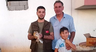 İdil'de yaralı halde bulunan peçeli baykuş tedavi altına alındı
