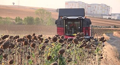İHA ve SİHA'dan sonra ayçiçeğinde de yerli başarı: Trakya'nın tohumu tüm Türkiye'yi besleyecek