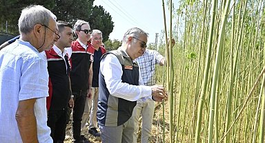İzmir'de izinli ve kontrollü kenevir hasadı gerçekleştirildi