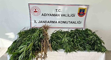Jandarma ekipleri 102 kök kenevir bitkisi ele geçirdi